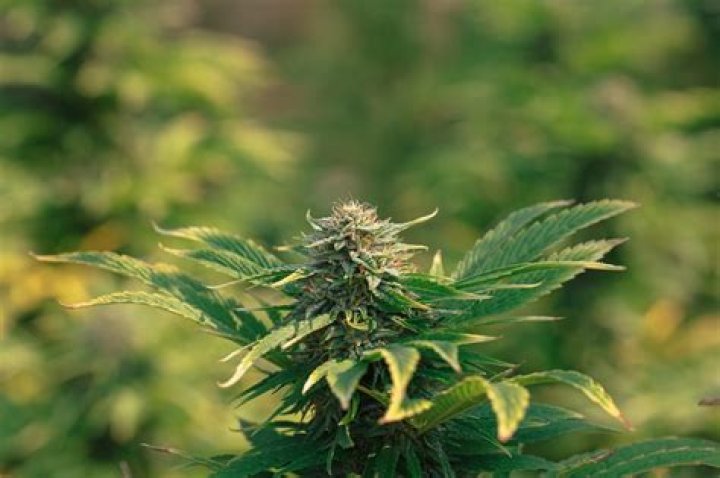 Cannabis