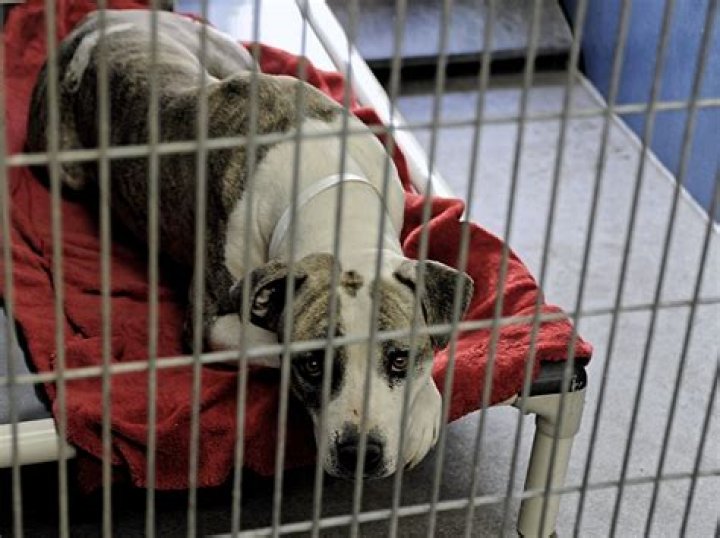 Kylie Jenner Reported For Animal Abuse – Italian Greyhounds Underfed And Neglected – Animal Control Investigating